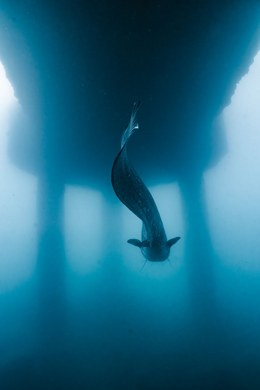 Person with long fins in blue water beneath a dark surface