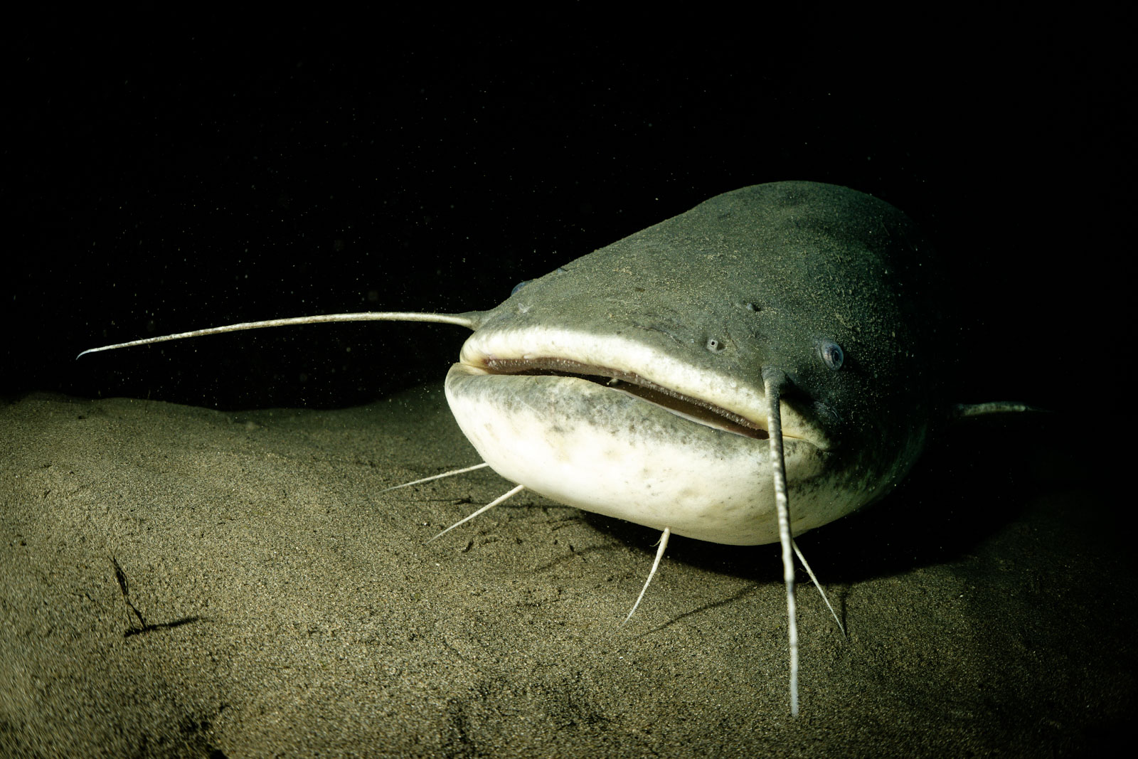 Catfish with long barbels on the bottom