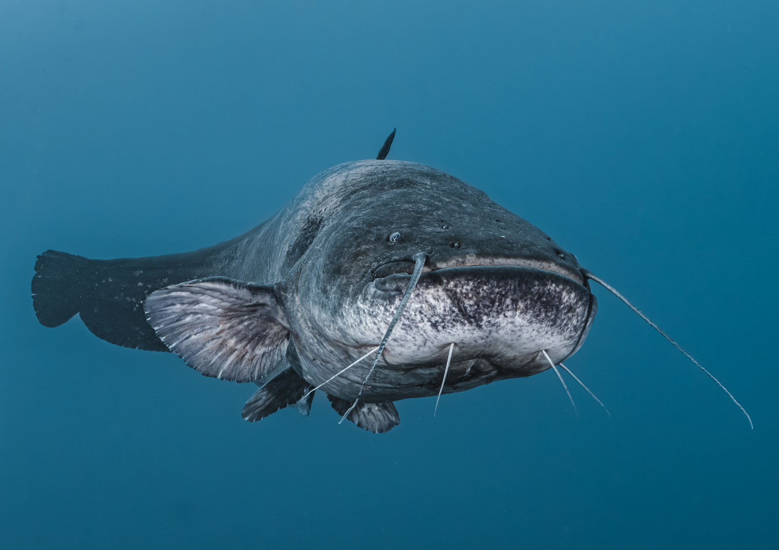 Close view of a catfish in blue water