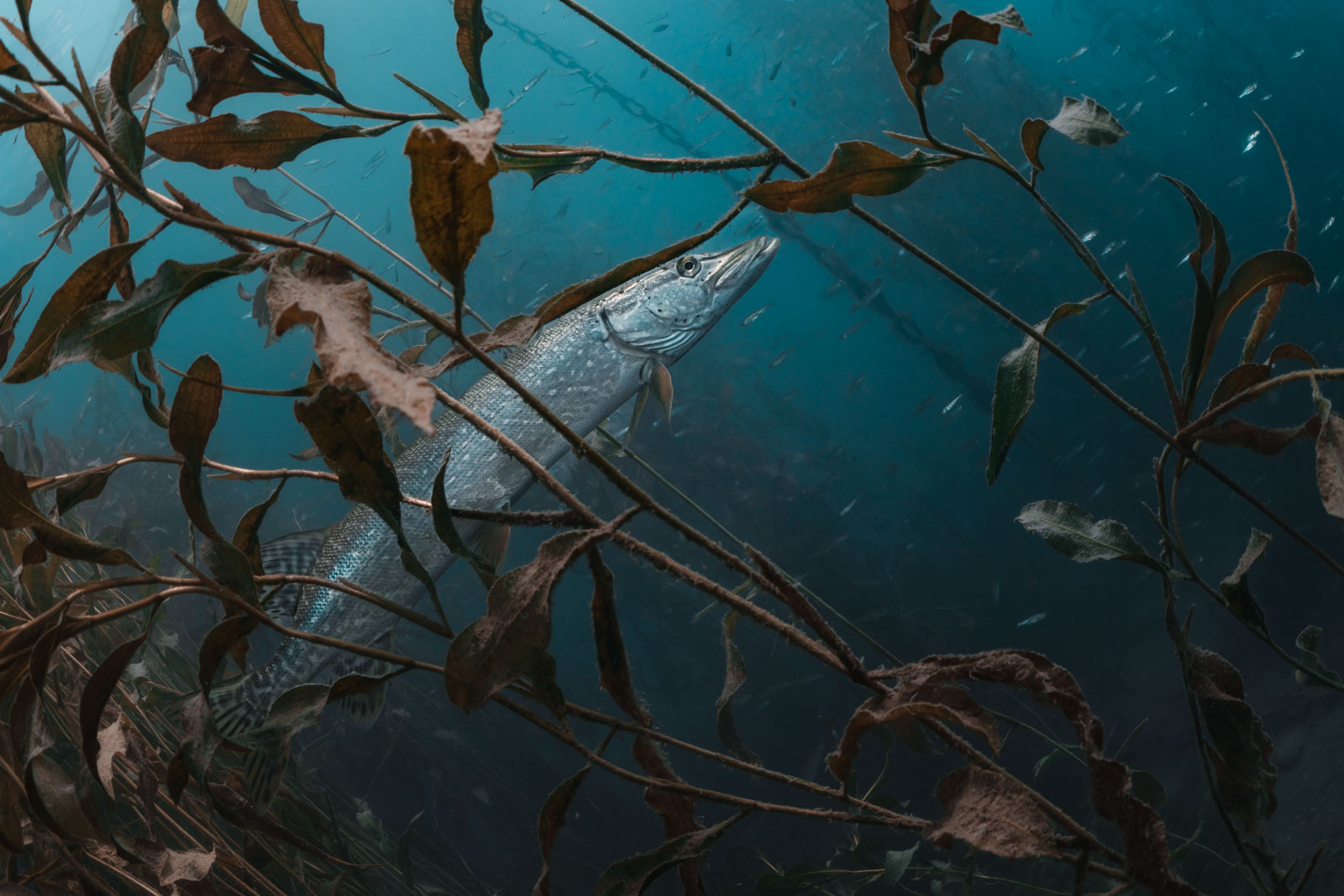 Pike among brown aquatic plants