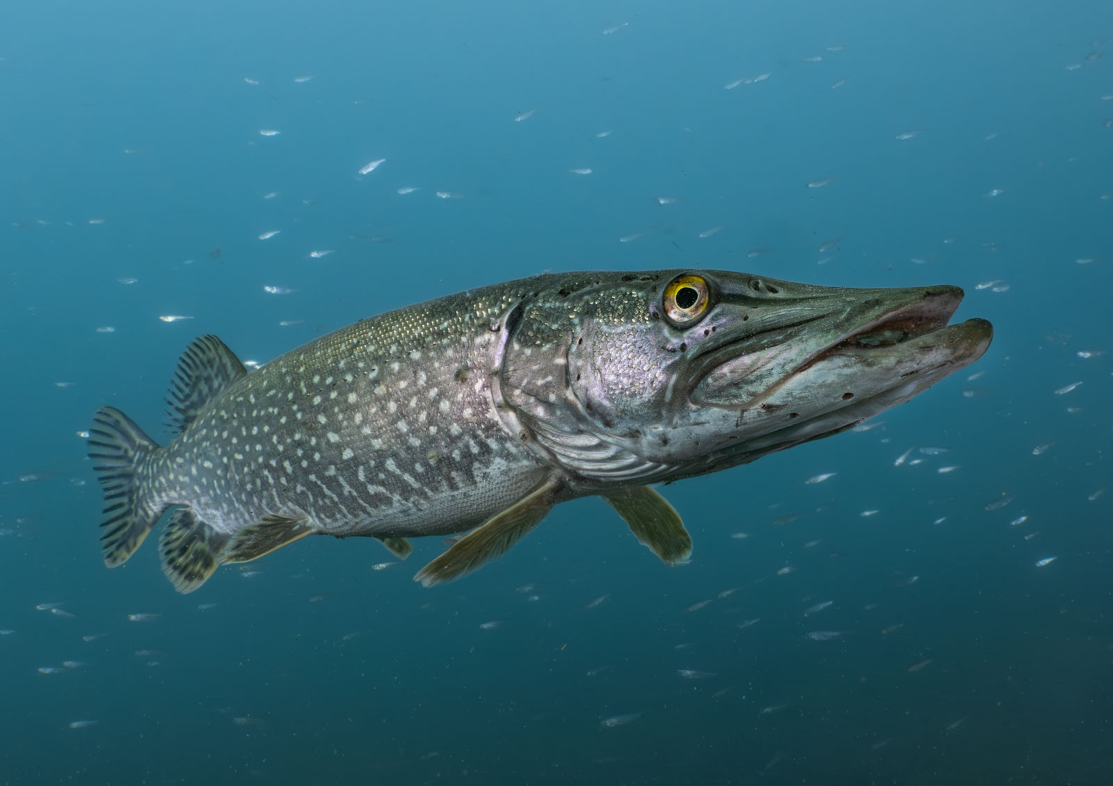 Pike with its eye visible and mouth open